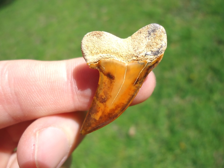 Large image 1 Stunning Orange Bakersfield Planus Shark Tooth