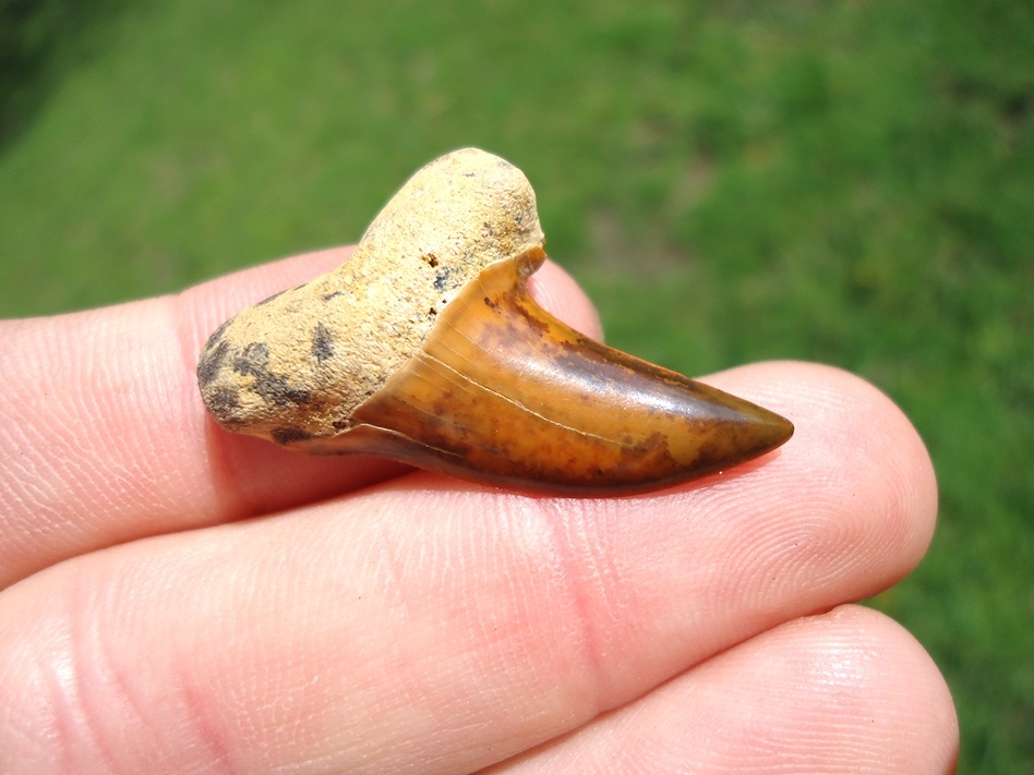 Large image 2 Stunning Orange Bakersfield Planus Shark Tooth