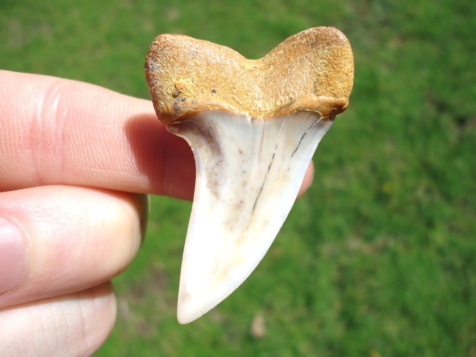 Large image 1 Large High Quality Bakersfield Planus Shark Tooth