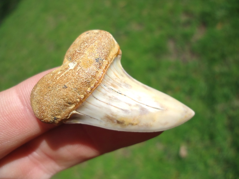 Large image 2 Large High Quality Bakersfield Planus Shark Tooth