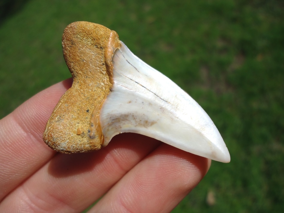 Large image 3 Large High Quality Bakersfield Planus Shark Tooth