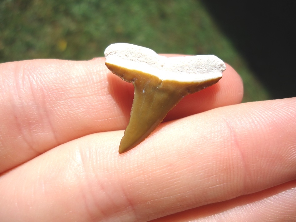 Large image 1 Beautiful Yellow Lemon Shark Tooth from Bone Valley