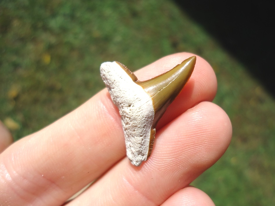 Large image 2 Beautiful Yellow Lemon Shark Tooth from Bone Valley