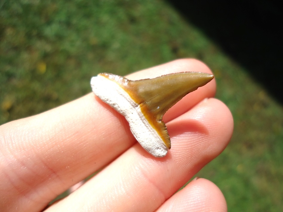 Large image 3 Beautiful Yellow Lemon Shark Tooth from Bone Valley