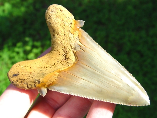 Large image 1 Museum Quality Auriculatus Shark Tooth