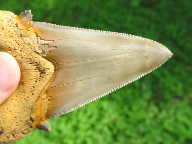 Large image 2 Museum Quality Auriculatus Shark Tooth