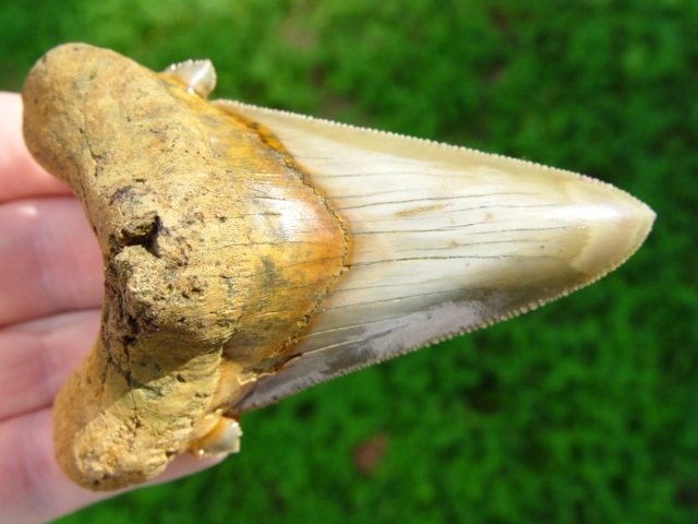 Large image 3 Museum Quality Auriculatus Shark Tooth