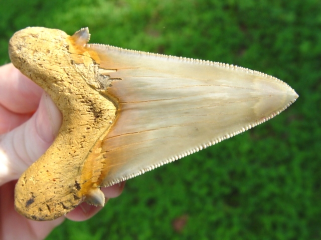 Large image 4 Museum Quality Auriculatus Shark Tooth