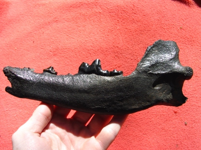 Large image 1 Dire Wolf Mandible