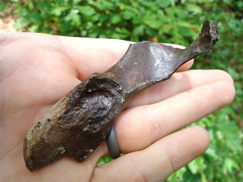 Large image 1 Partial Bobcat Pelvis