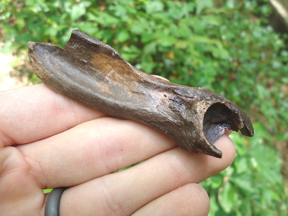 Large image 2 Partial Bobcat Pelvis