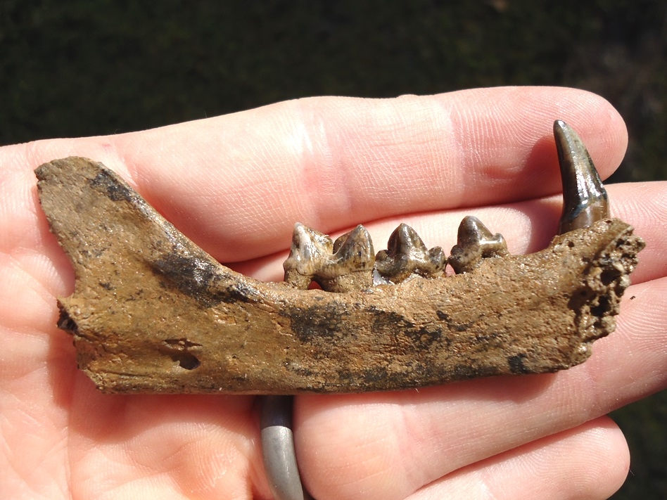 Large image 3 The Finest Bobcat Mandible