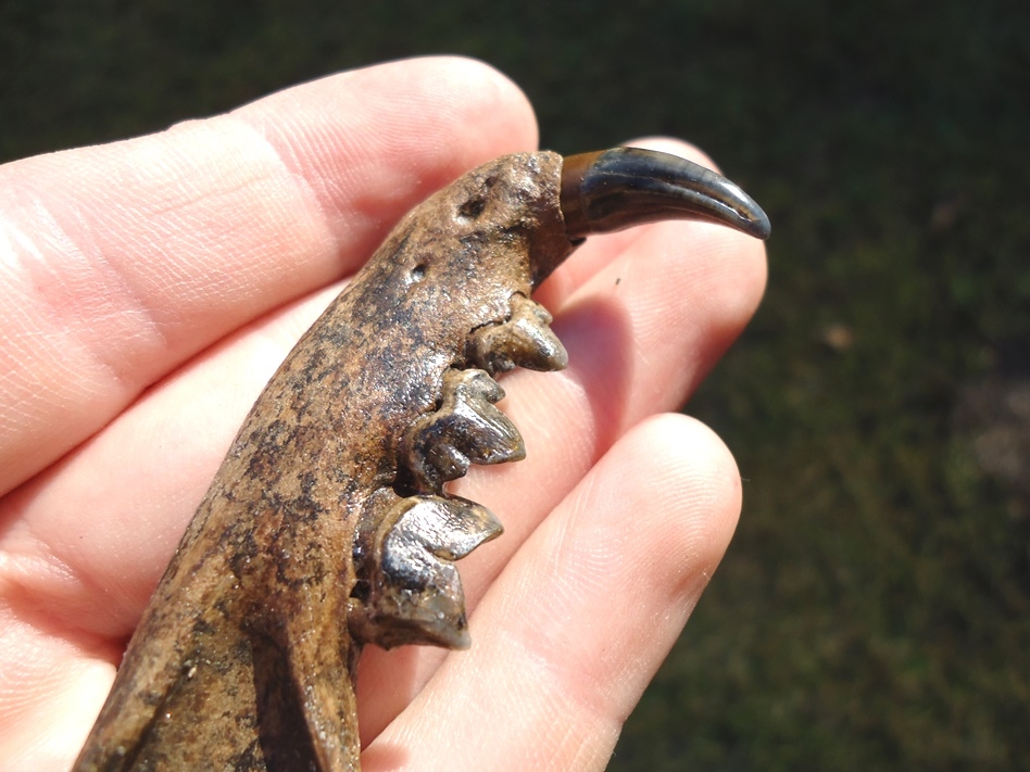 Large image 4 The Finest Bobcat Mandible