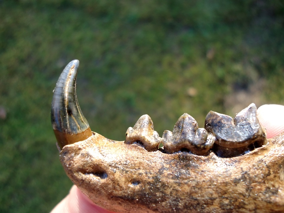 Large image 5 The Finest Bobcat Mandible