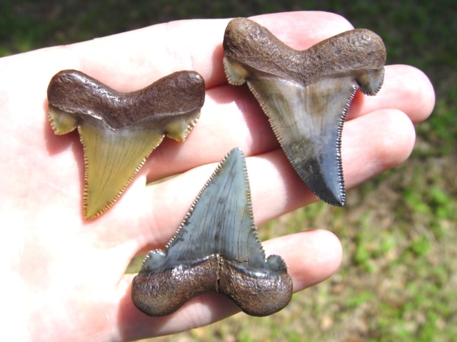 Large image 1 Small Auriculatus Shark Teeth