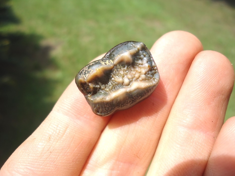 spectacled bear tooth