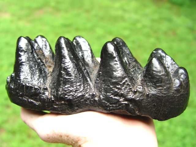 Large image 1 Museum Quality Mastodon Tooth