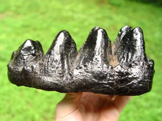 Large image 3 Museum Quality Mastodon Tooth