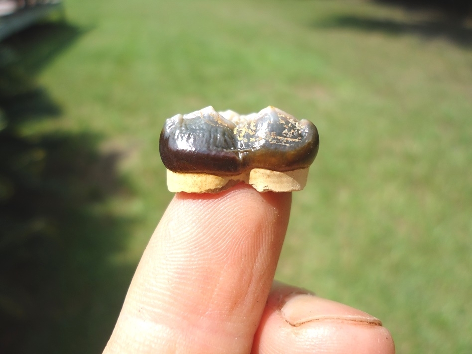 Large image 1 Super Detailed Spectacled Bear Upper Molar