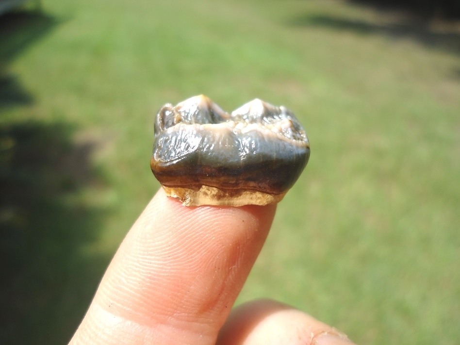 Large image 2 Super Detailed Spectacled Bear Upper Molar