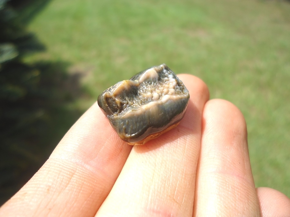 Large image 3 Super Detailed Spectacled Bear Upper Molar