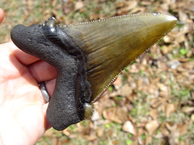 Large image 1 4 1/16' Auriculatus Shark Tooth