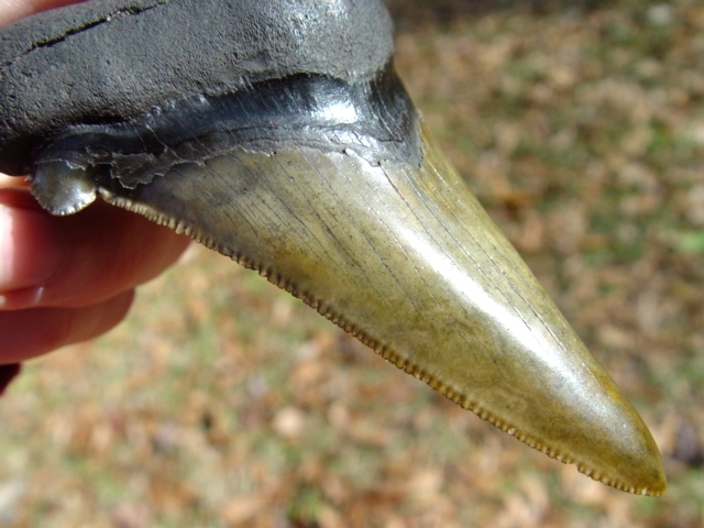 Large image 2 4 1/16' Auriculatus Shark Tooth