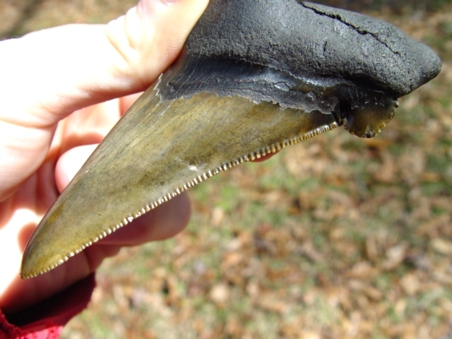 Large image 3 4 1/16' Auriculatus Shark Tooth