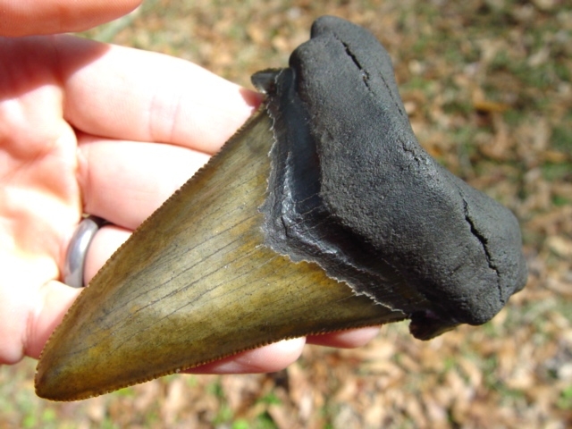 Large image 4 4 1/16' Auriculatus Shark Tooth