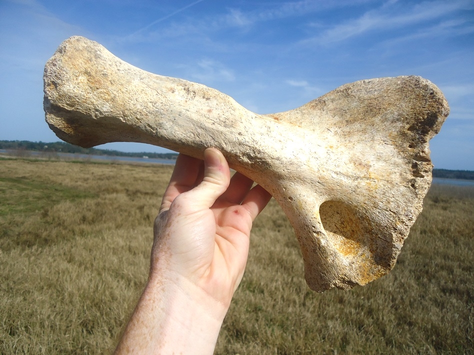 Large image 3 Incredible Sloth Humerus