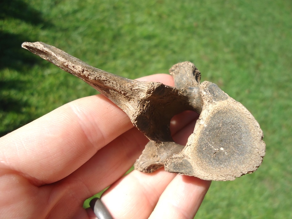 Large image 1 Rare Panther Thoracic Vertebra