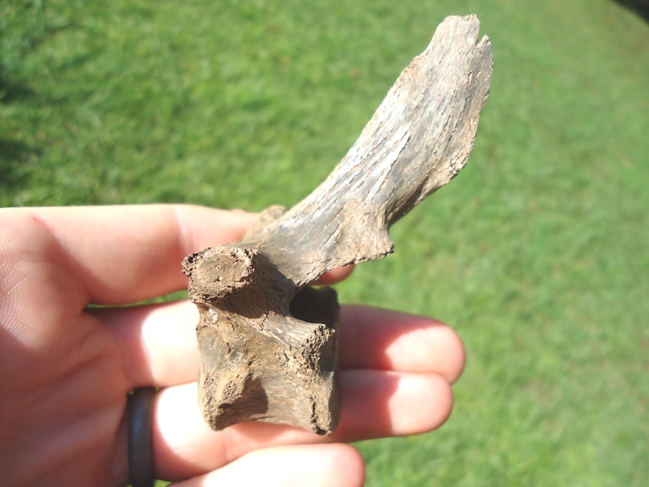 Large image 2 Rare Panther Thoracic Vertebra