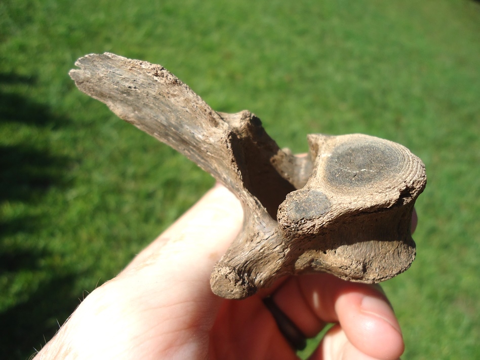 Large image 3 Rare Panther Thoracic Vertebra