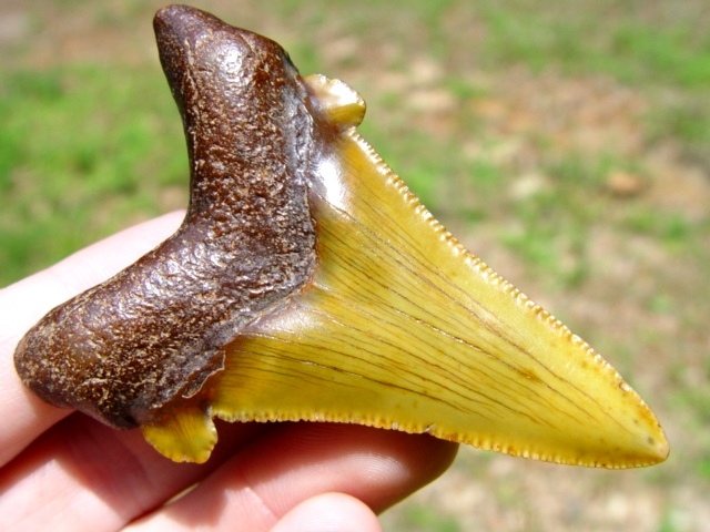 Large image 1 Fiery Yellow Auriculatus Shark Tooth