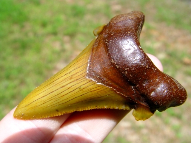 Large image 2 Fiery Yellow Auriculatus Shark Tooth