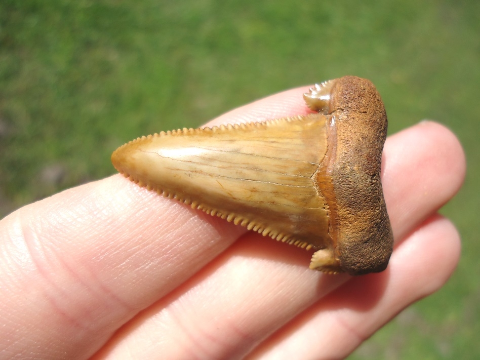 Large image 3 Unique 'Bent' Auriculatus Shark Tooth