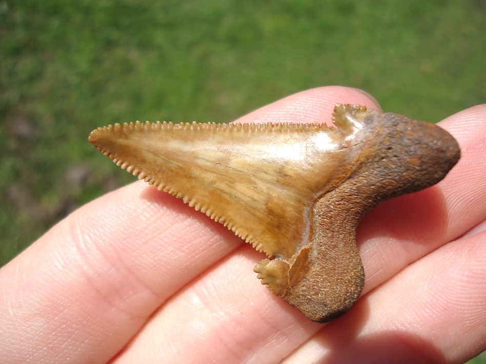 Large image 4 Unique 'Bent' Auriculatus Shark Tooth