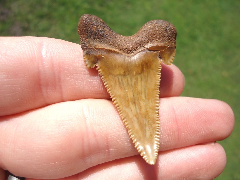 Large image 1 Unique 'Bent' Auriculatus Shark Tooth