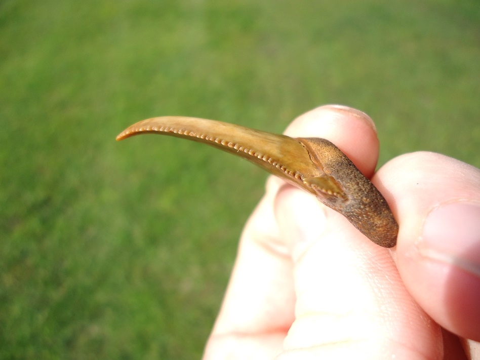 Large image 2 Unique 'Bent' Auriculatus Shark Tooth