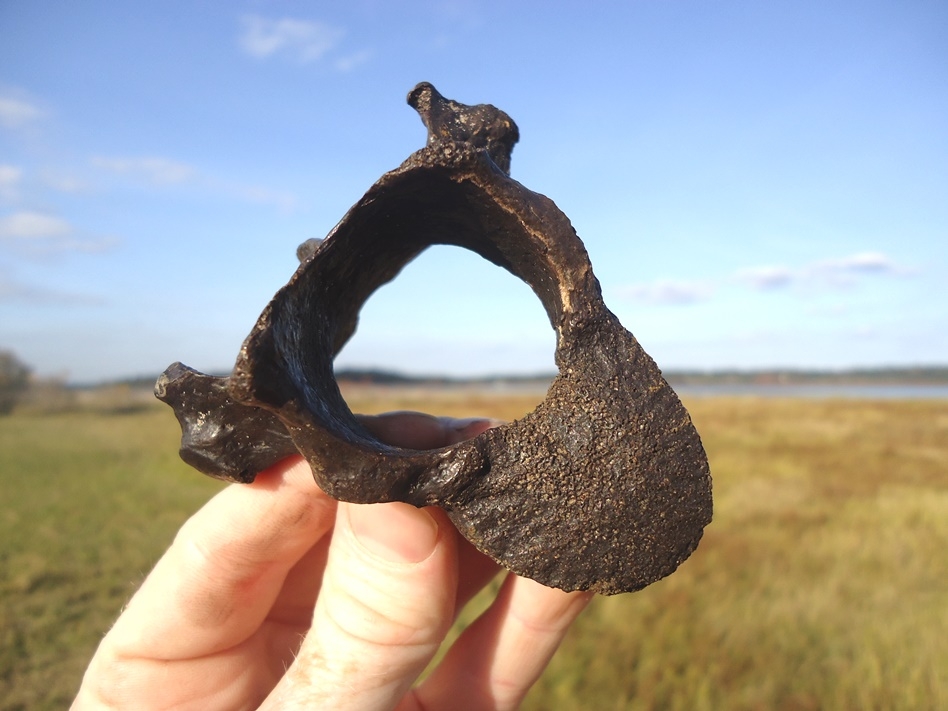 Large image 1 Awesome Sloth Thoracic Vertebra