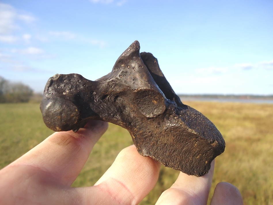 Large image 2 Awesome Sloth Thoracic Vertebra