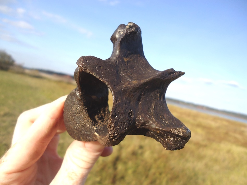 Large image 3 Awesome Sloth Thoracic Vertebra