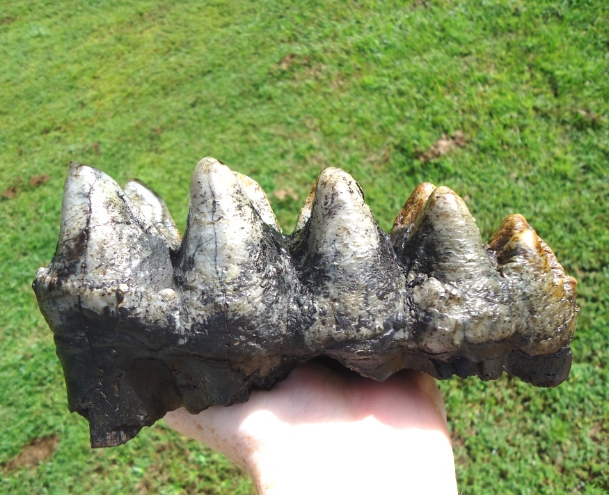 Large image 1 Psychedelic Colored Mastodon Tooth