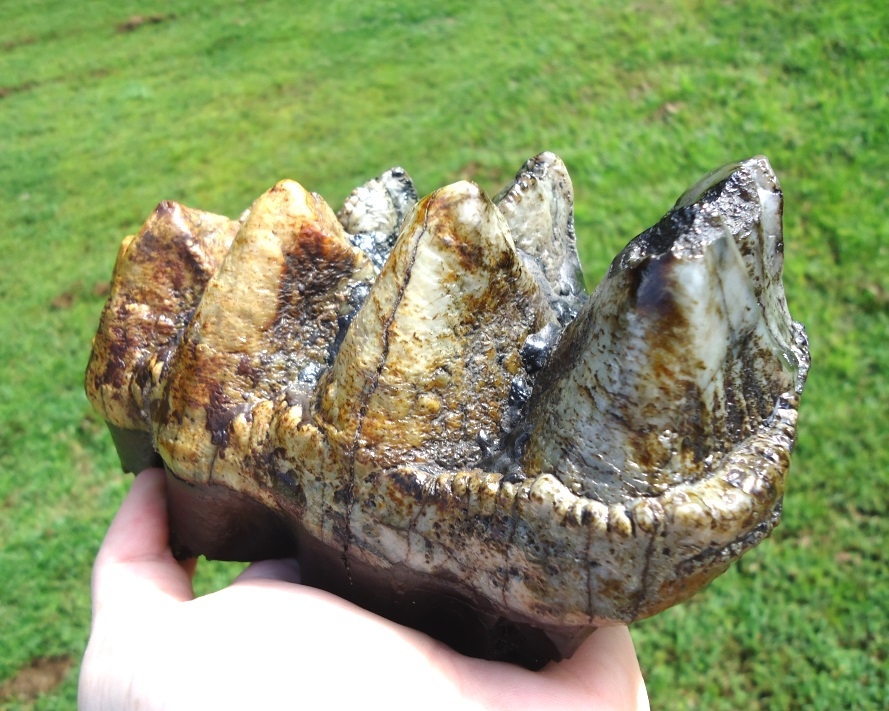 Large image 4 Psychedelic Colored Mastodon Tooth