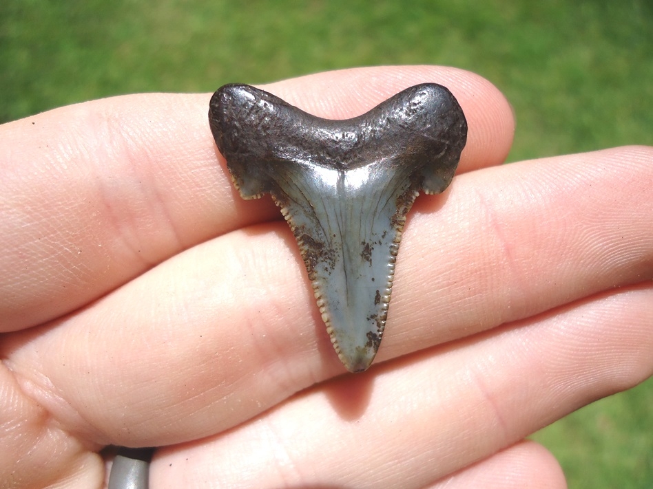 Large image 1 Quality 1.17' Auriculatus Shark Tooth