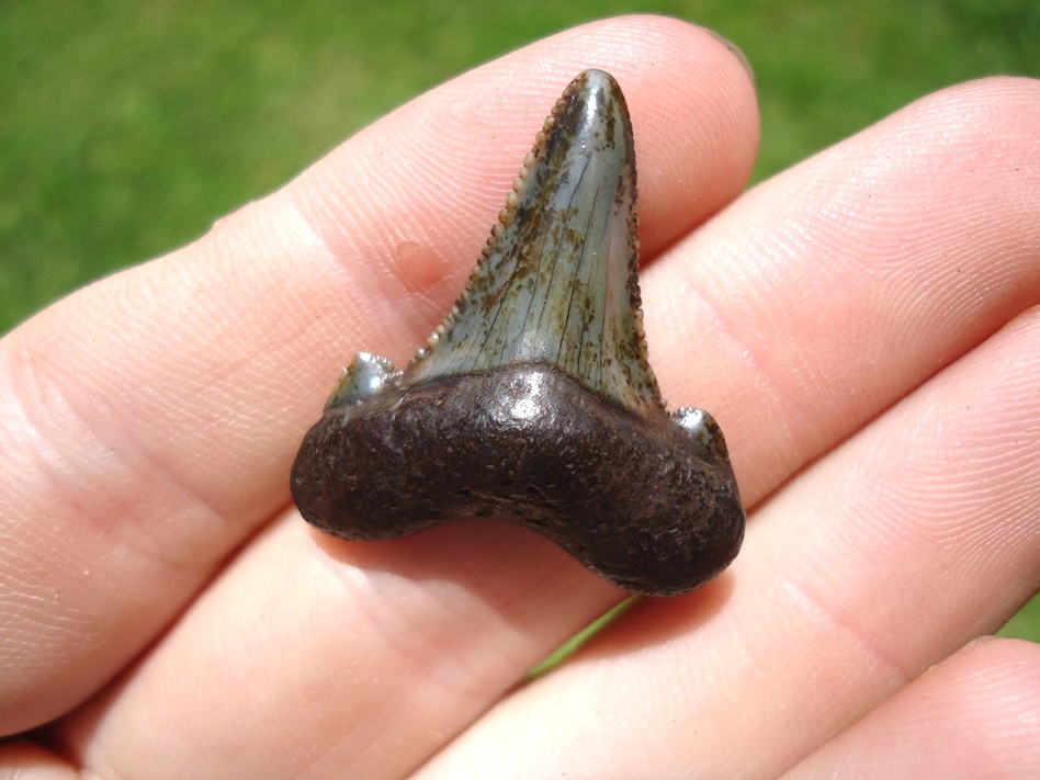 Large image 2 Quality 1.17' Auriculatus Shark Tooth