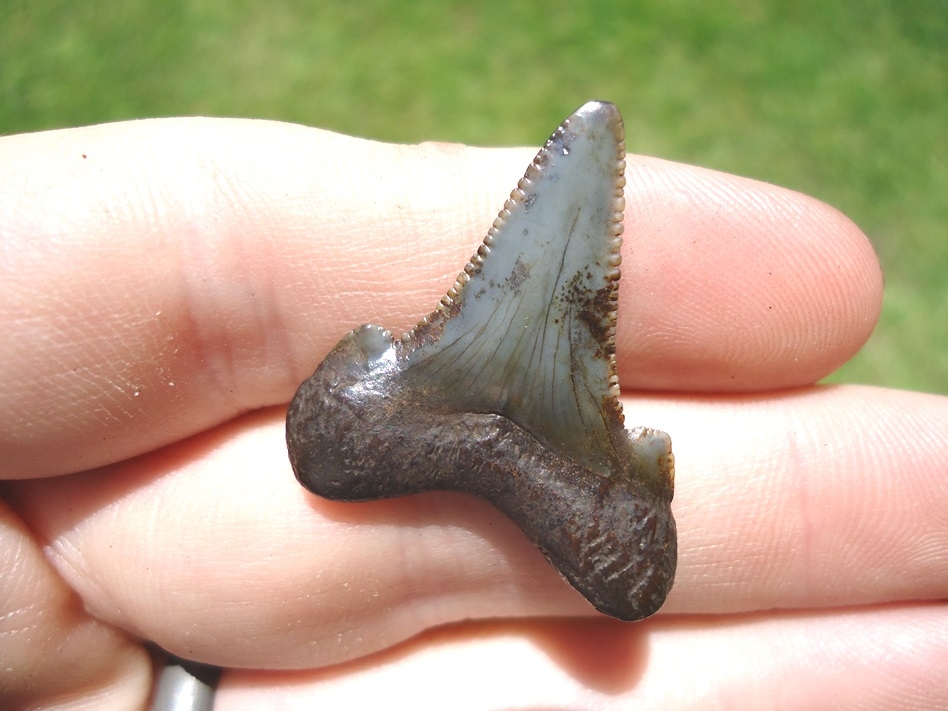 Large image 3 Quality 1.17' Auriculatus Shark Tooth
