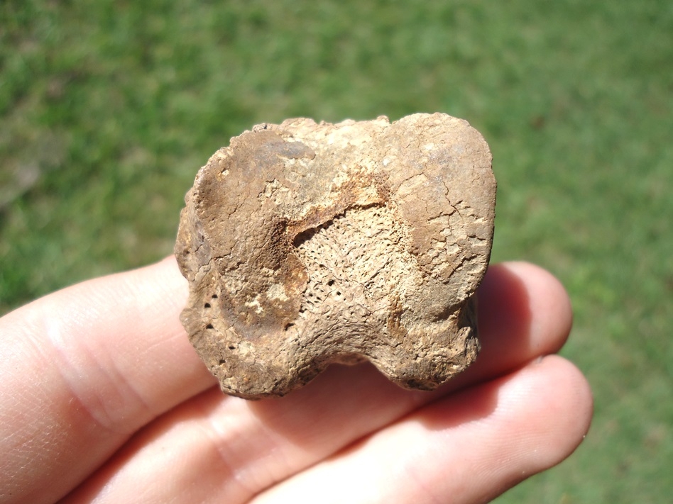 Large image 1 Extremely Rare Glyptodon Phalanx