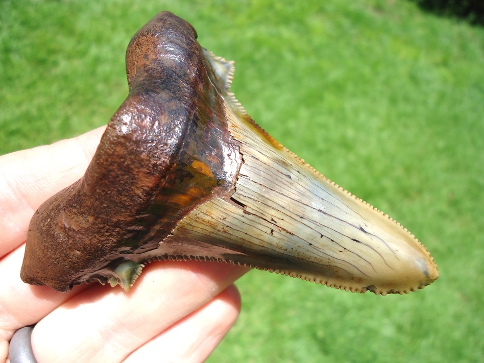 Large image 2 Top Quality Auriculatus Shark Tooth
