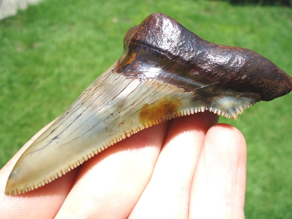 Large image 4 Top Quality Auriculatus Shark Tooth